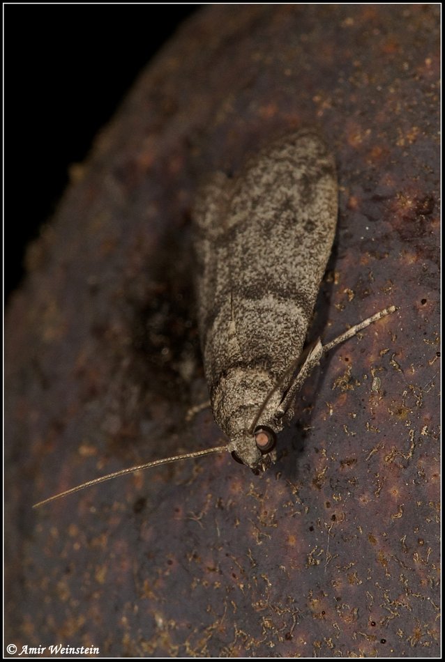 Lepidoptera d''Israele - Part 2       ID Help Request